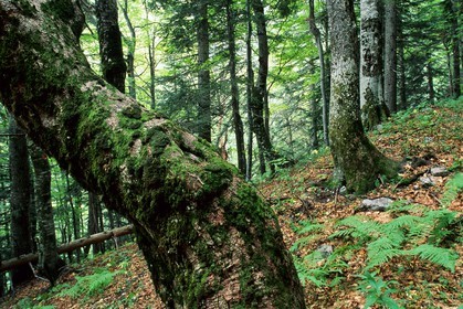 Bois du Chapitre