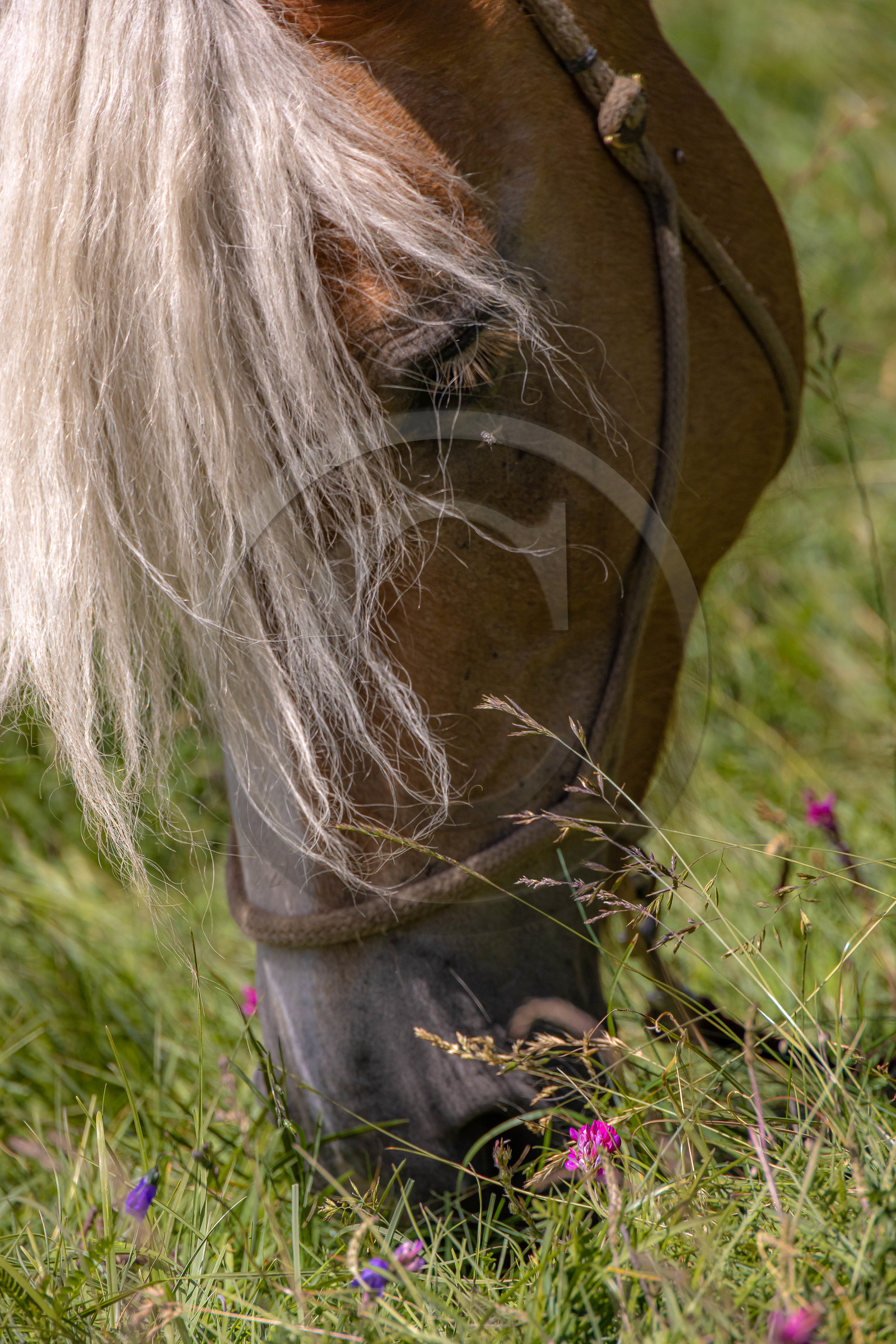 Trek famille avec animaux de bats