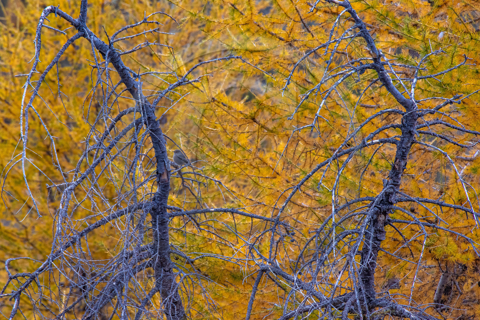 L'automne dans la Vallée du Champsaur