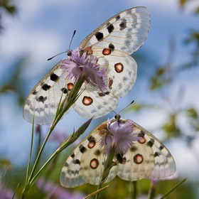 papillon, apollon, parnassius apollo