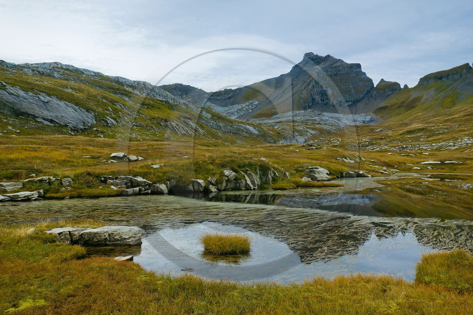 Lacs du Désert de Platé, Potamogeton pusillus