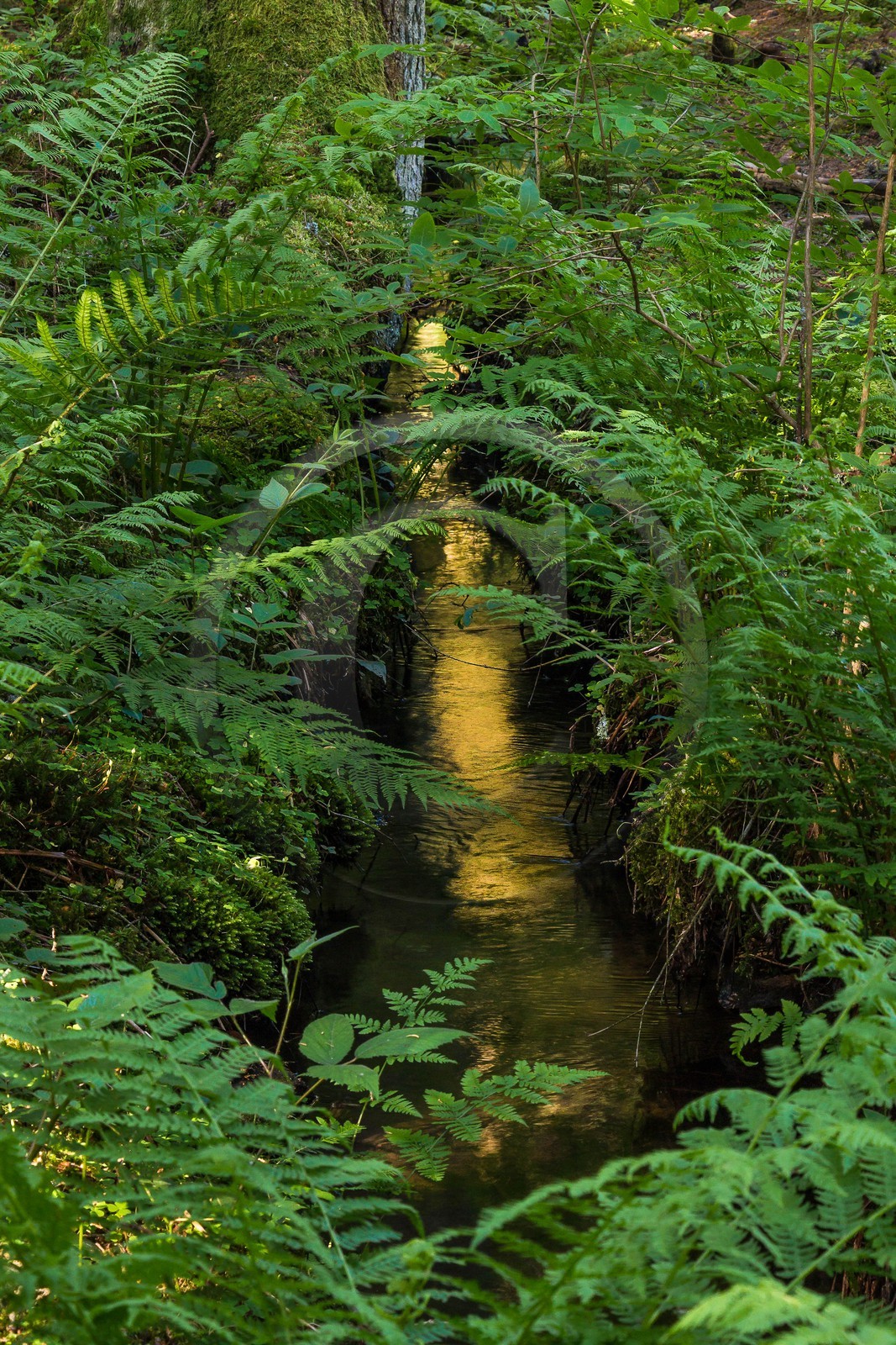 ENS de l'Isère, Marais des Seiglières