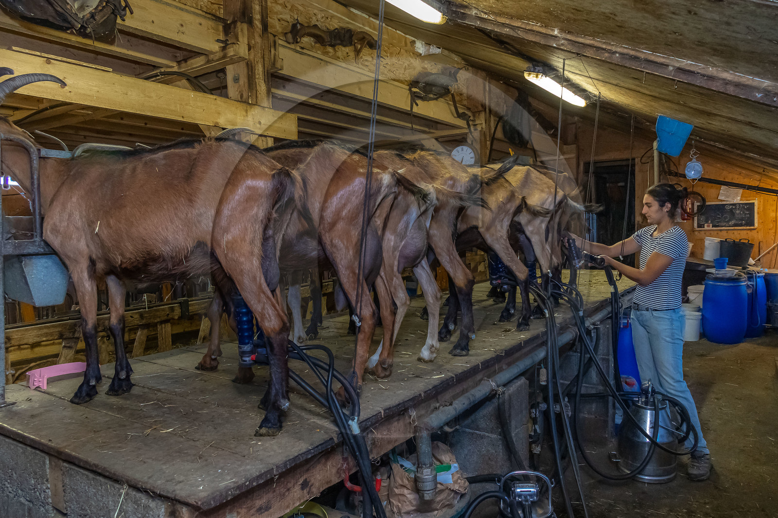 Ferme du Bayle, traite des chèvres