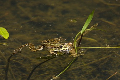 ENS de l'Isère, Boucle de la Taillat, grenouille