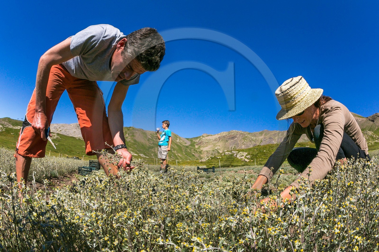 Orcières 1850, Bruno Gonnon agriculteur bio de génépi