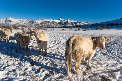 vallée du Champsaur,