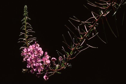 Épilobe en épi ou Laurier de Saint-Antoine, Chamerion angustifolium