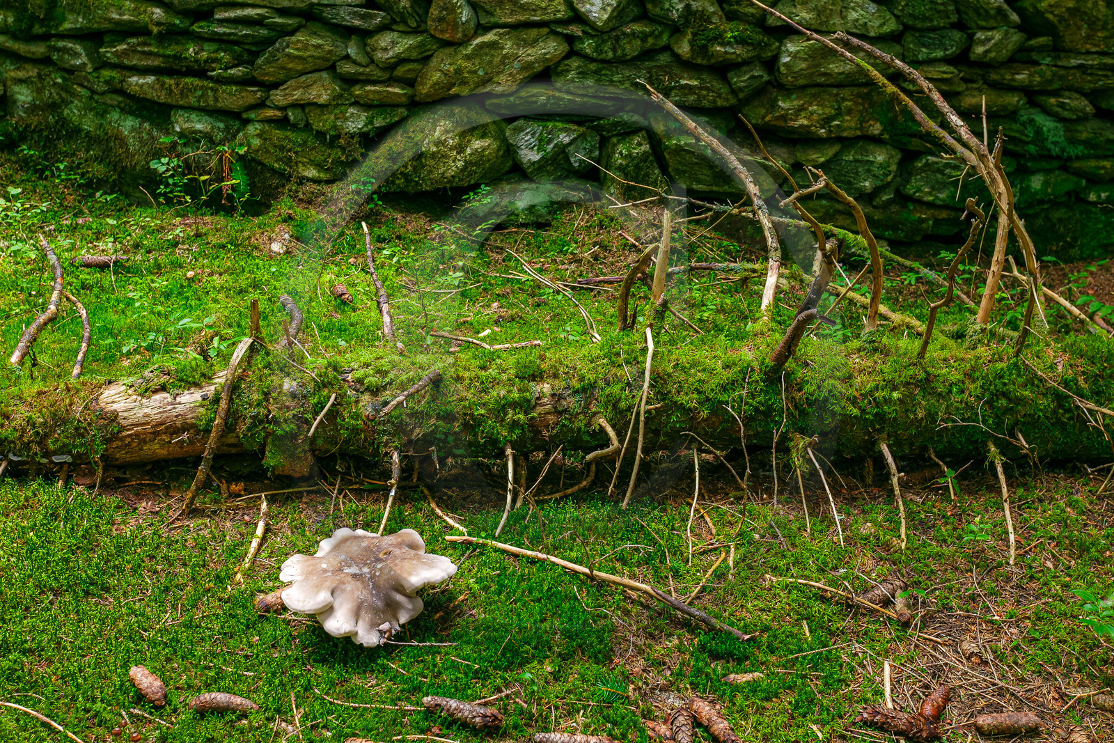Réserve naturelle des Contamines-Montjoie, forêt sous-bois et champignon