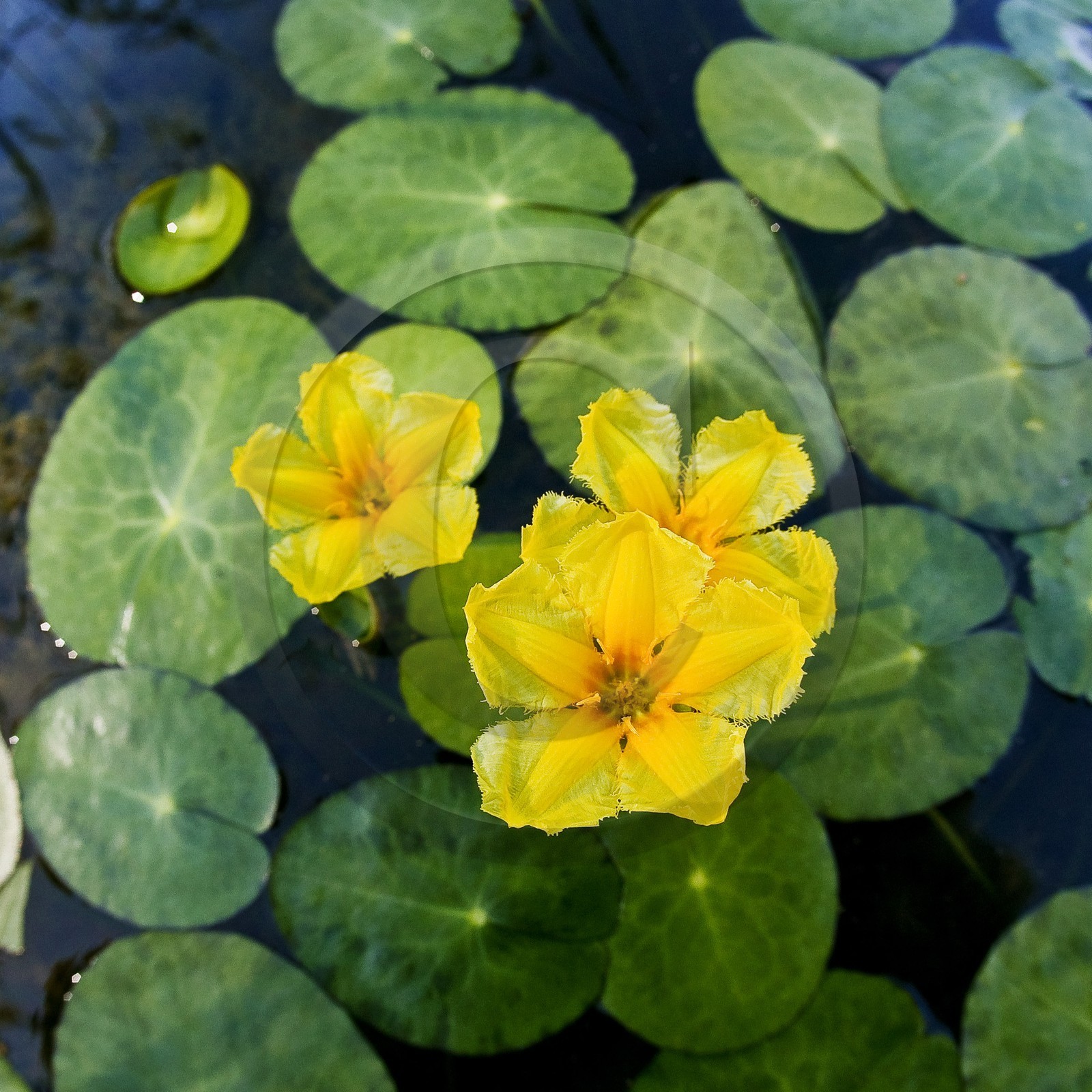 Nénuphar Jaune,  Nuphar lutea
