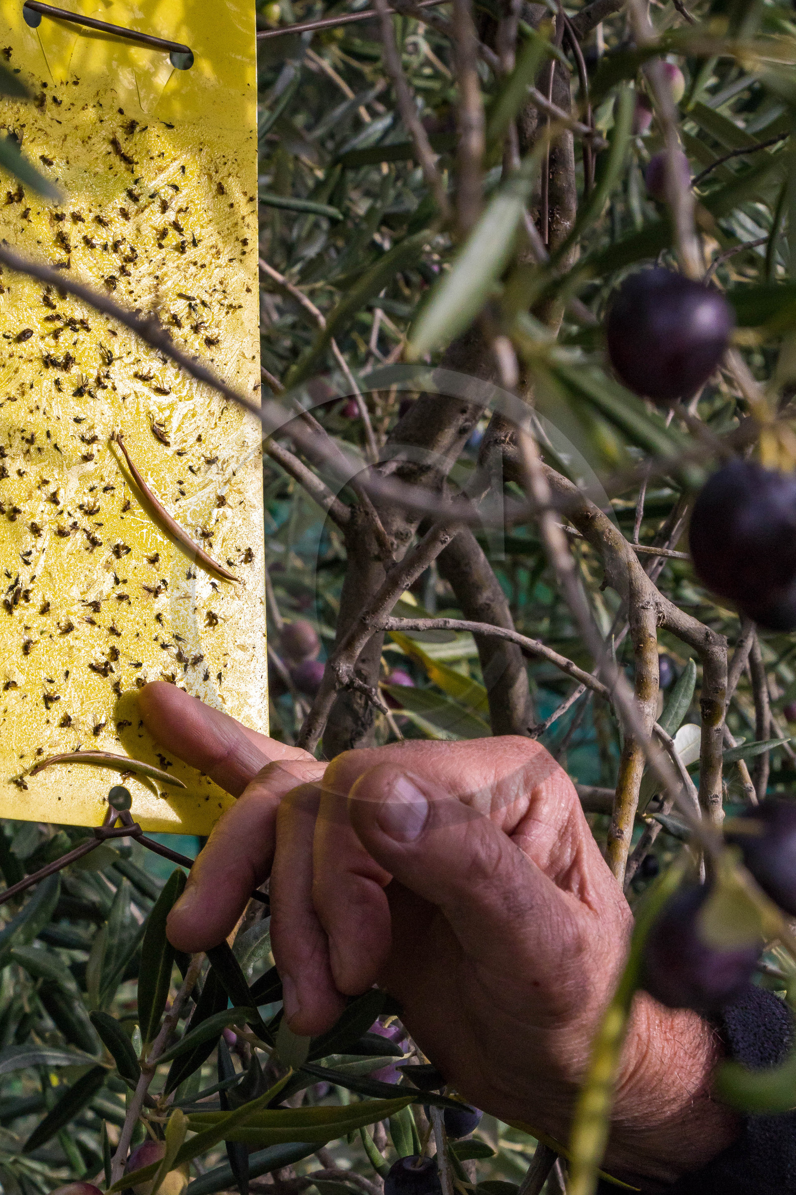 Le verger des Baux, Olivier Roman