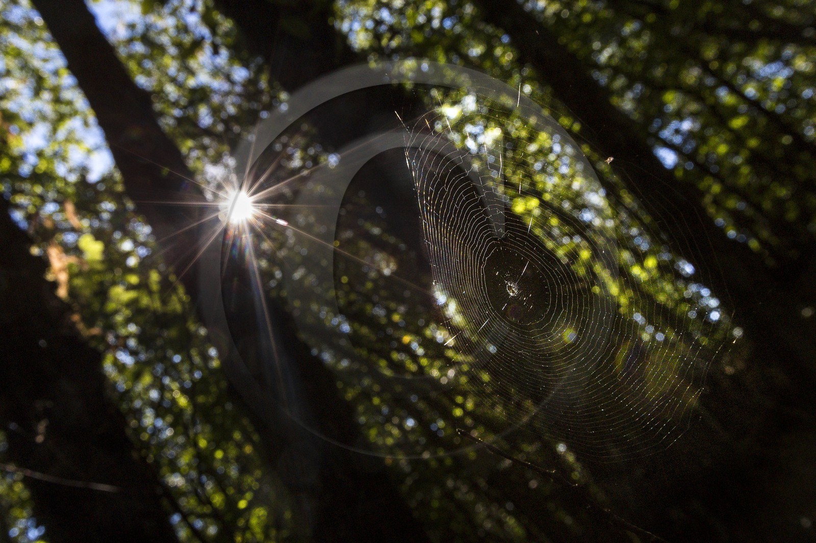 ENS de l'Isère, Etang des Béroudières