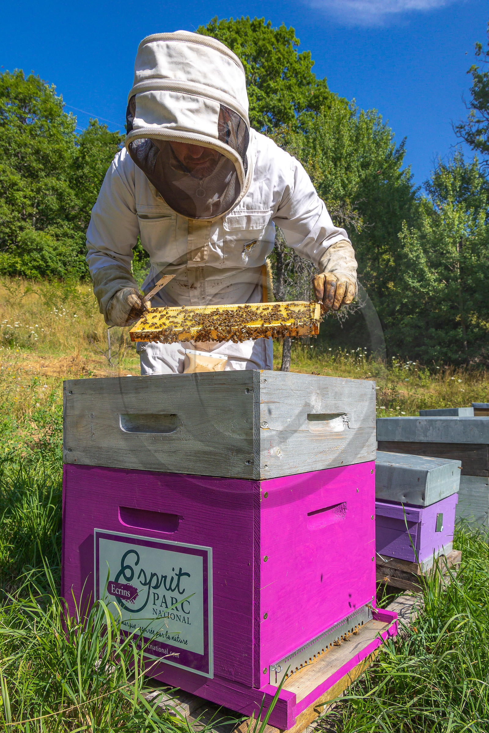 Jean-Jacques Daubert - Apiculteur