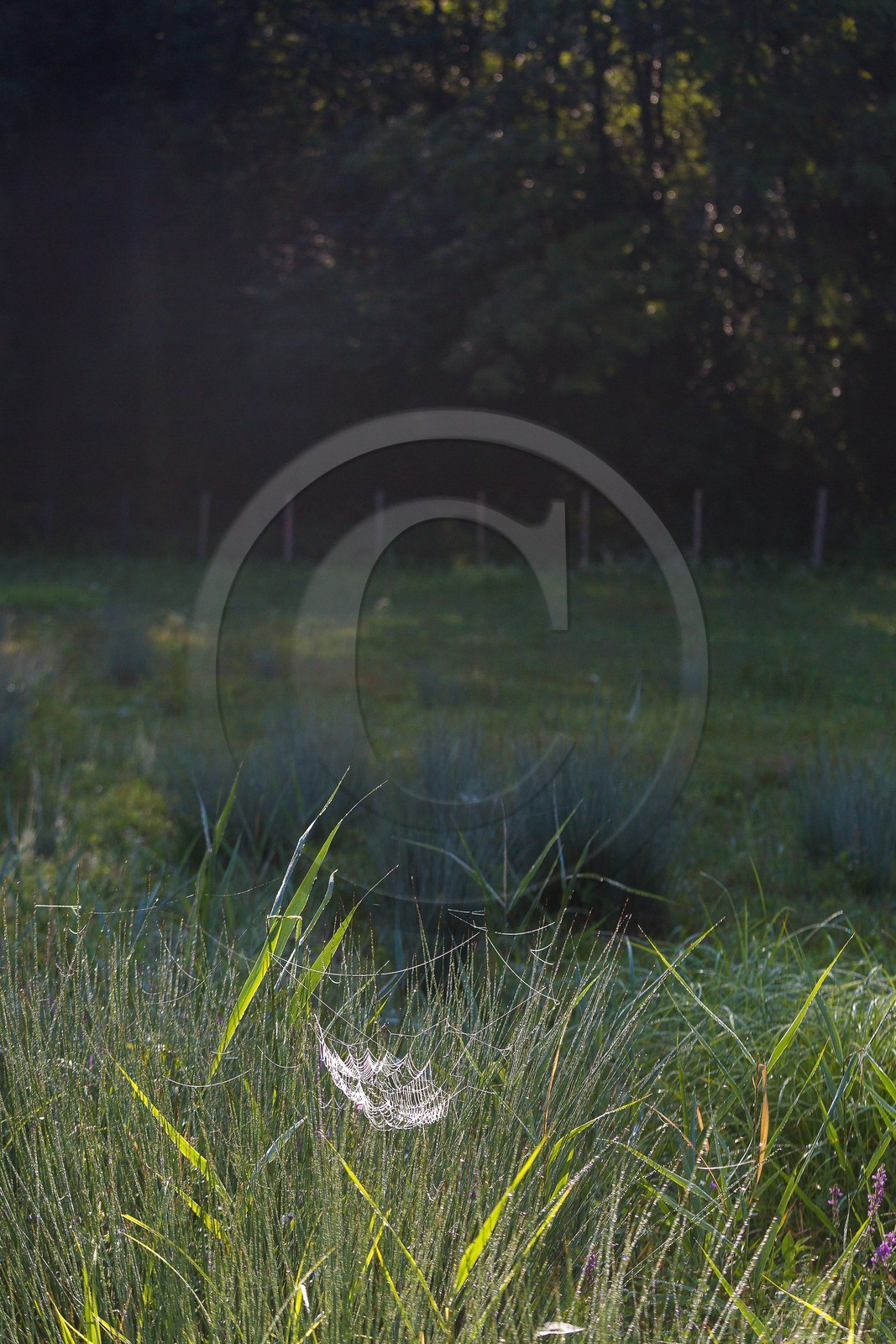 ENS de l'Isère, étang de Mai