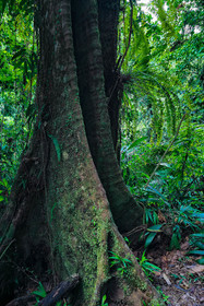 Forêt tropicale, Parc national de la Guadeloupe