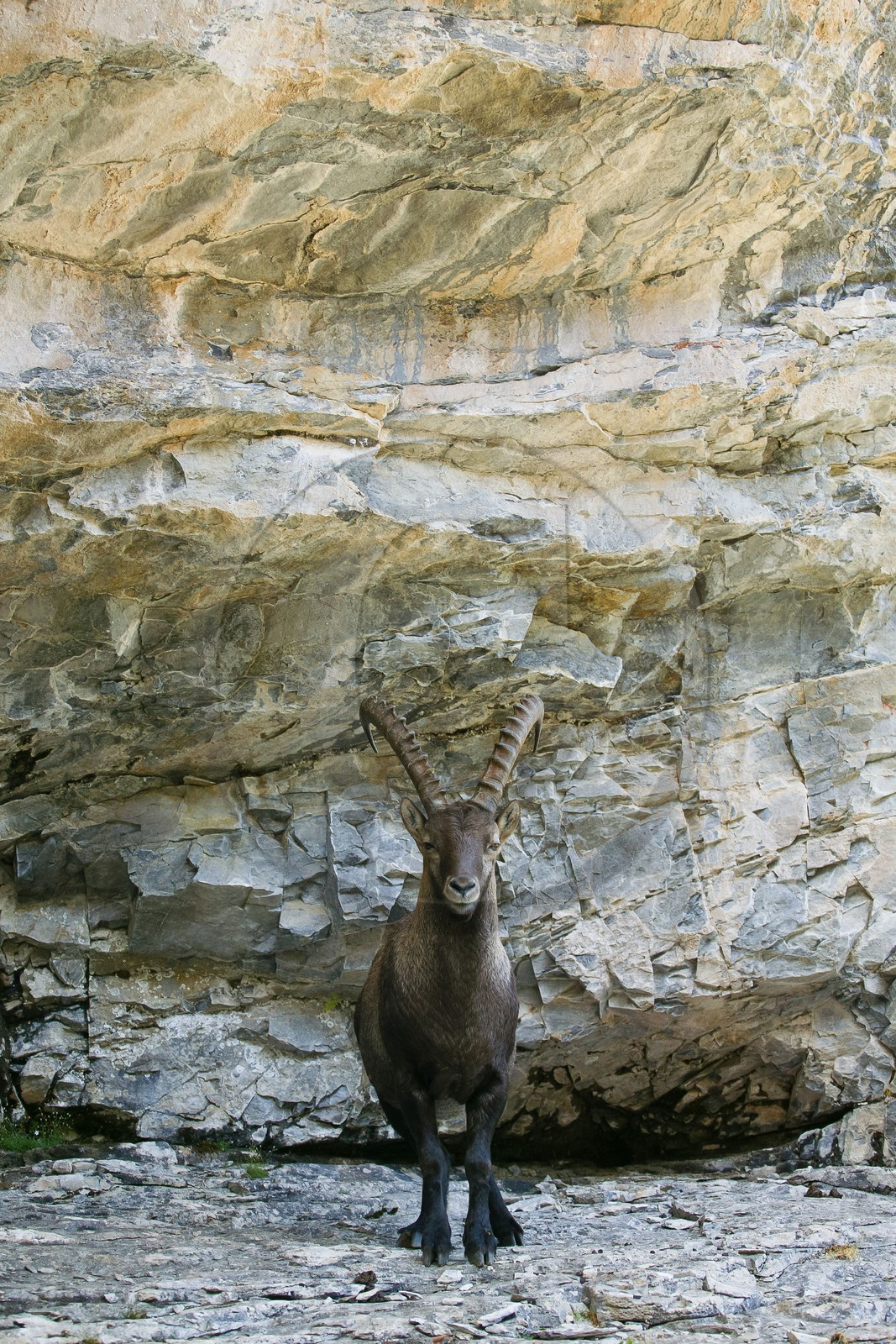 Bouquetin, ou bouquetin des Alpes (Capra ibex)