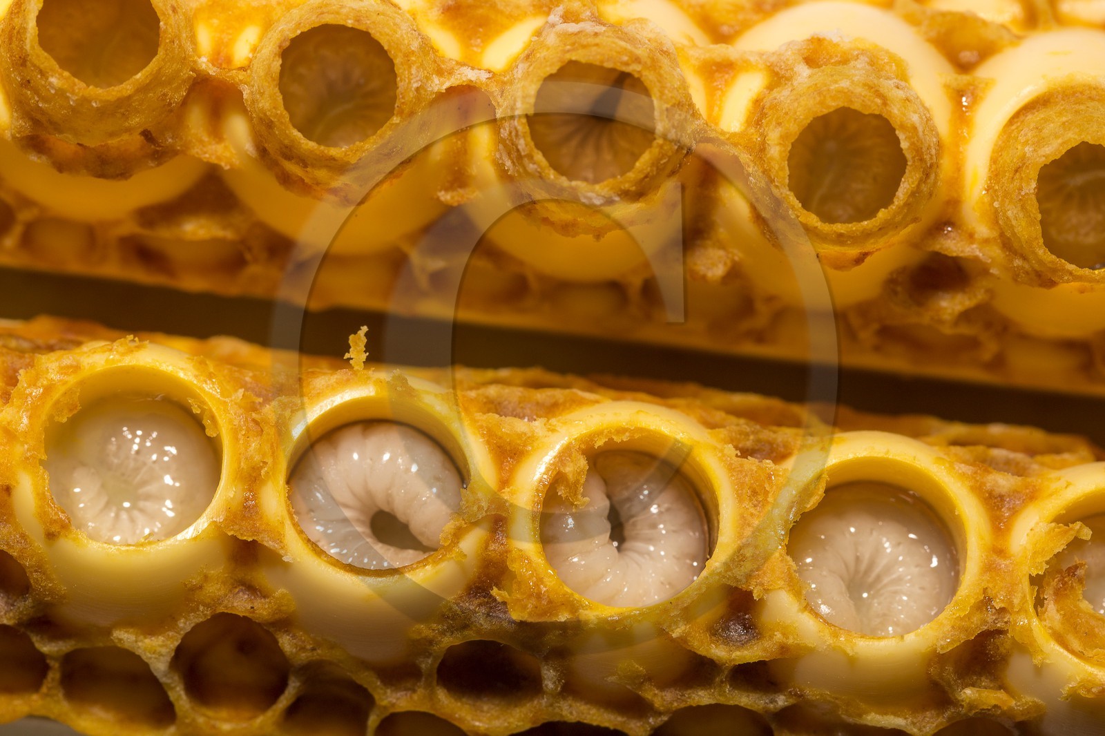 Mathieu Picavet, apiculteur