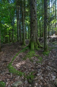 ENS de l'Isère,Tourbières du Peuil