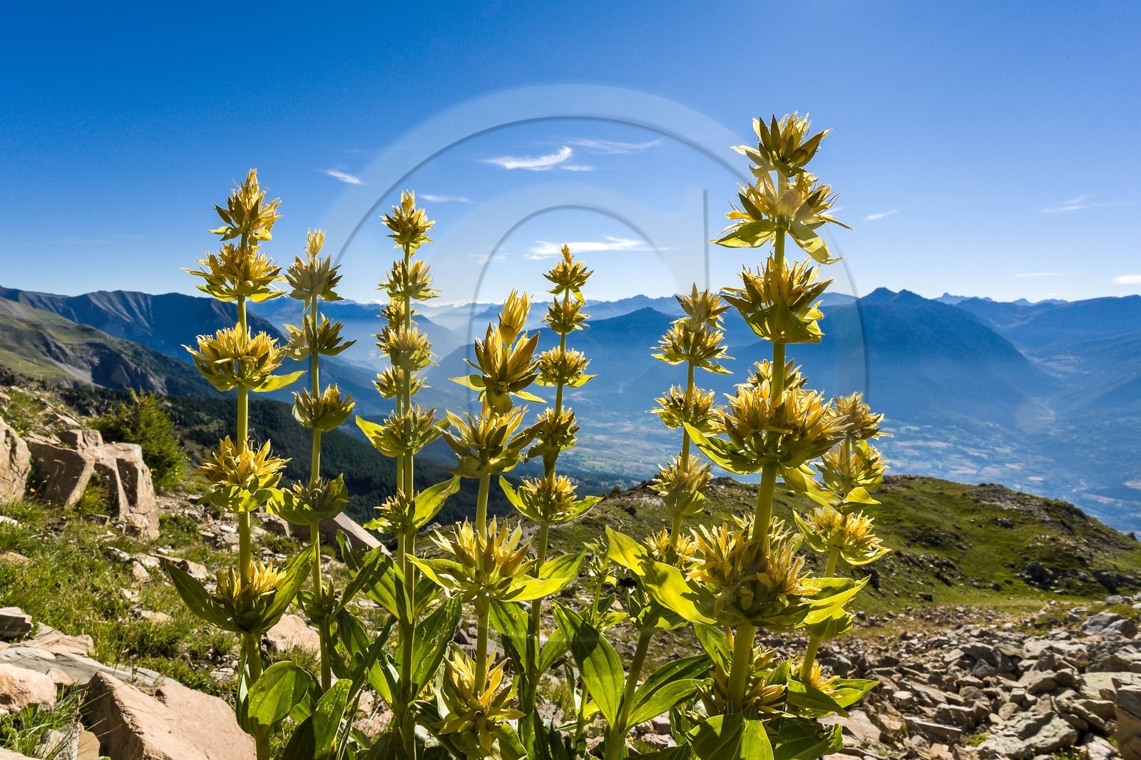 Gentiane jaune, Gentiana lutea