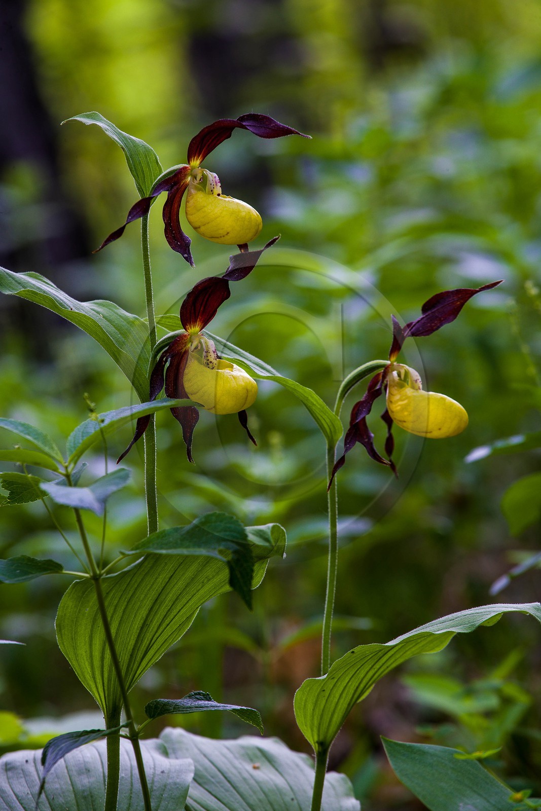 Sabot de Vénus, Cypripedium calceolus