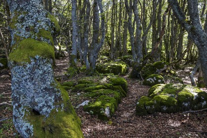 ENS de l'Isère, Plateau de la Molière et du Sornin
