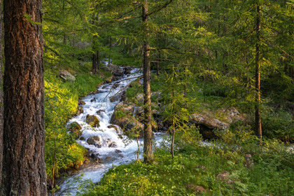 Torrent le petit Tabuc