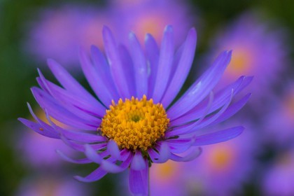 Aster des Alpes, aster alpinus