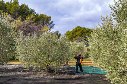 Le verger des Baux, Olivier Roman