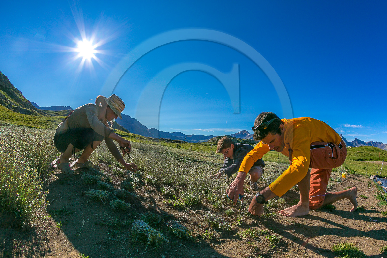 Bruno Gonnon, cultivateur de génépi bio