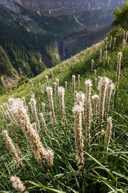 Asphodèle blanc, Asphodelus albus
