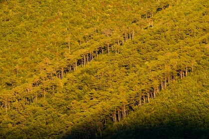 Forêt de Durbon