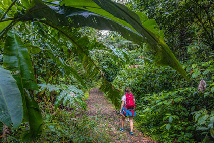 Forêt tropicale, Parc national de la Guadeloupe