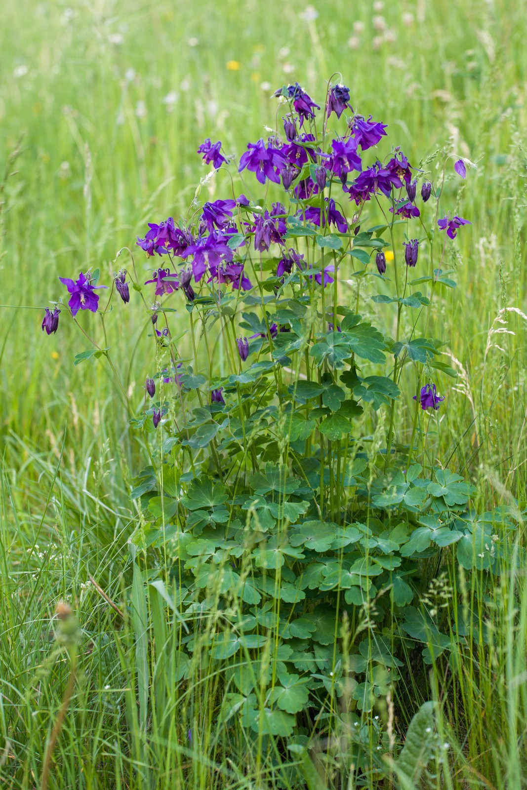 Ancolie commune, Aquilegia vulgaris