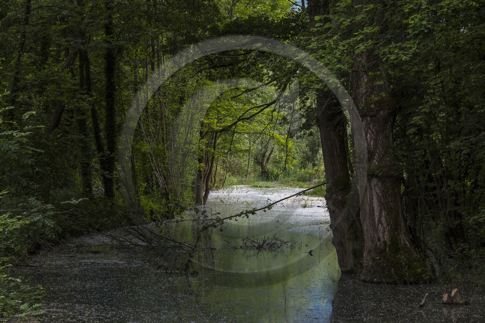 ENS de l'Isère, bois de la Bâtie