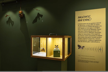 Musée Muséum départemental des Hautes-Alpes, Exposition Nuit