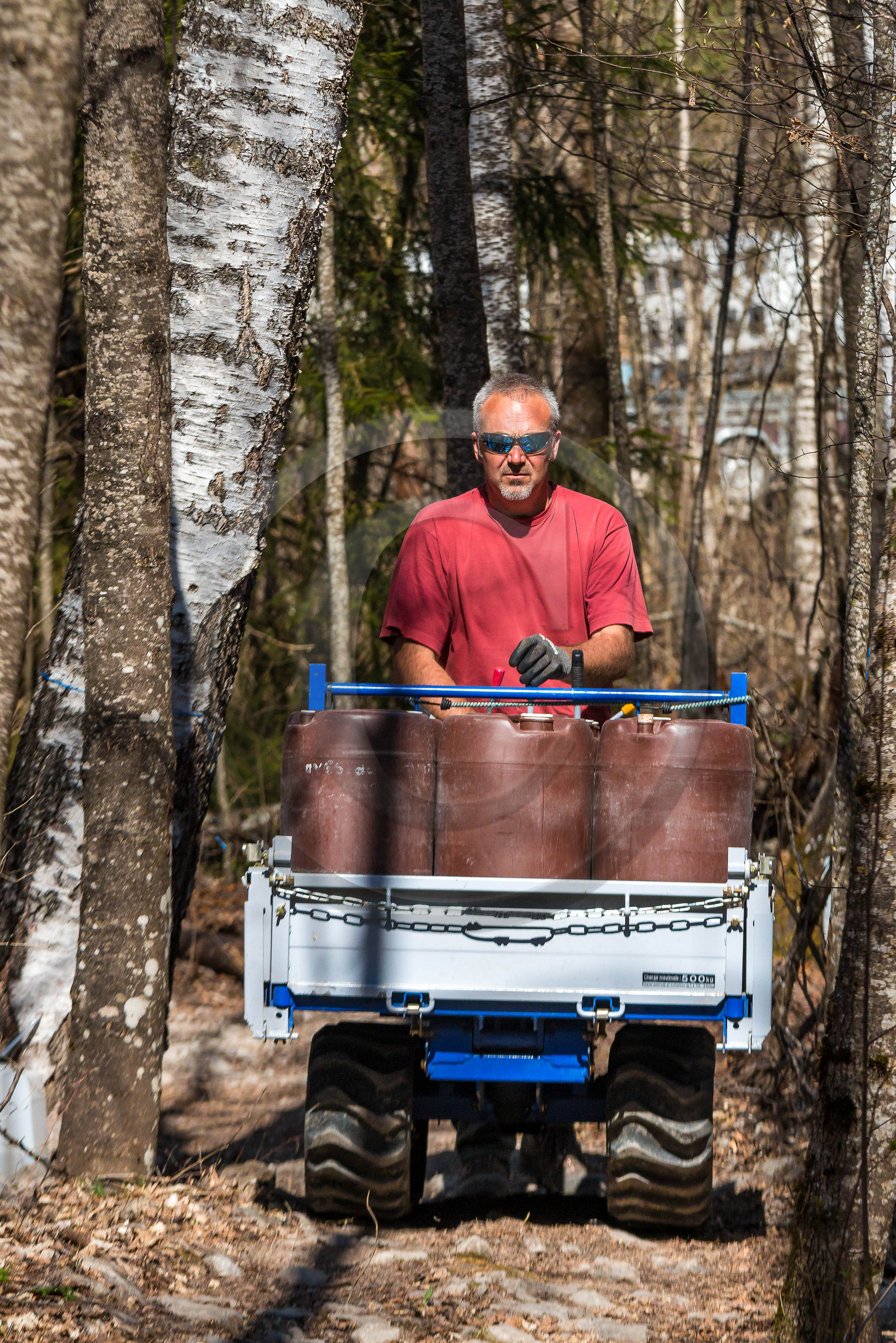 Récolte de sève de bouleau