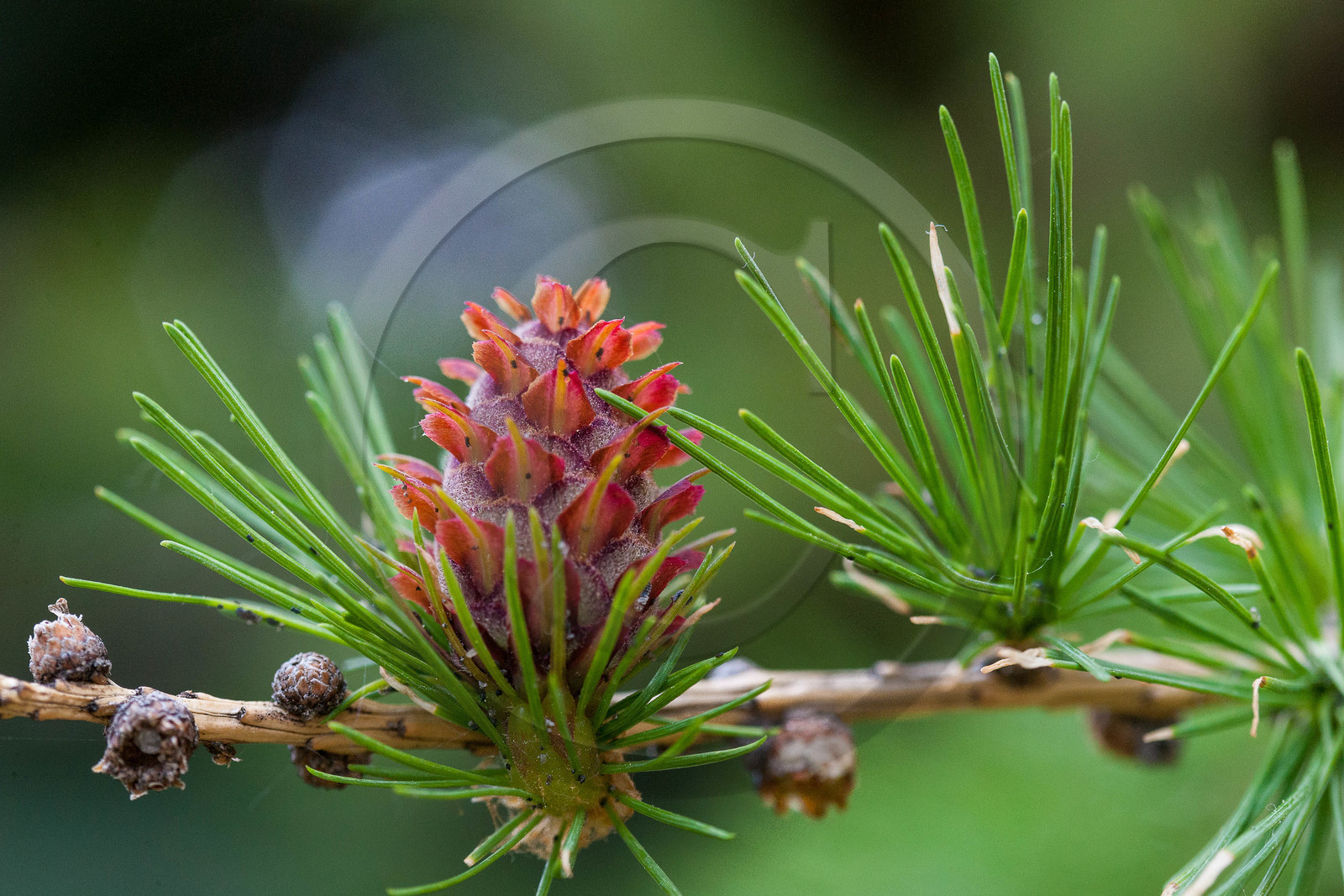 Cône femelle de mélèze (larix décidua)