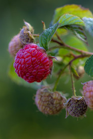 Ecrins de fruits, producteur de fruits rouges