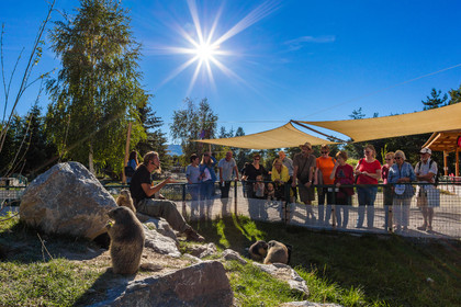 Parc animalier de Serre-Ponçon, parc aux marmottes
