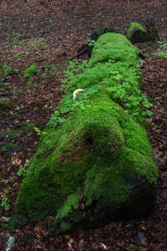 ENS de l'Isère, Les Ecouges