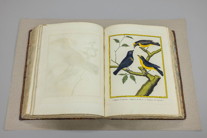 Musée Muséum départemental des Hautes-Alpes, Bibliothèque patrimoniale Olphe-Galliard