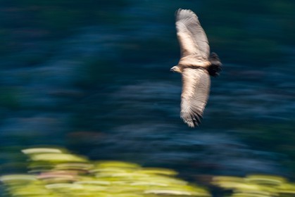 Vautour fauve, Gyps fulvus