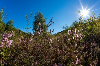 ENS de l'Isère, Tourbière des Planchettes