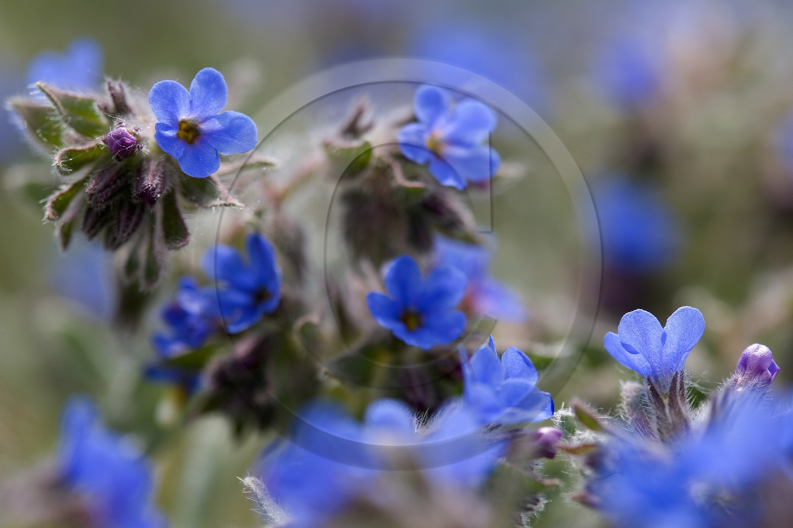 Orcanette des teinturiers, Alkanna tinctoria