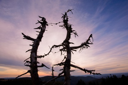 Parc national des Cévennes, arbre mort au Mont Aigoual
