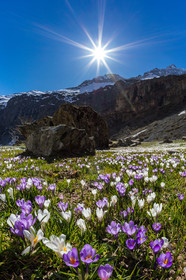 Crocus