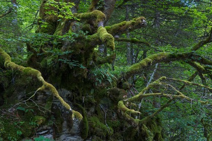 ENS de l'Isère, Les Ecouges