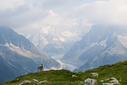 Bouquetin, ou bouquetin des Alpes (Capra ibex)