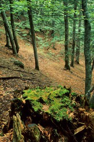 Bois du Chapitre