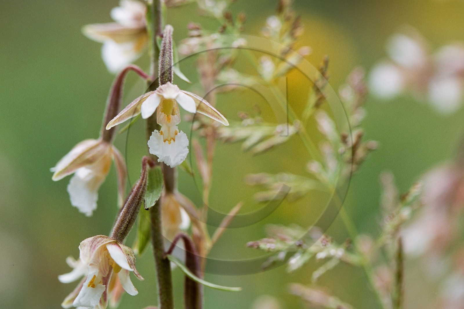 Epipactis des marais, Epipactis palustris