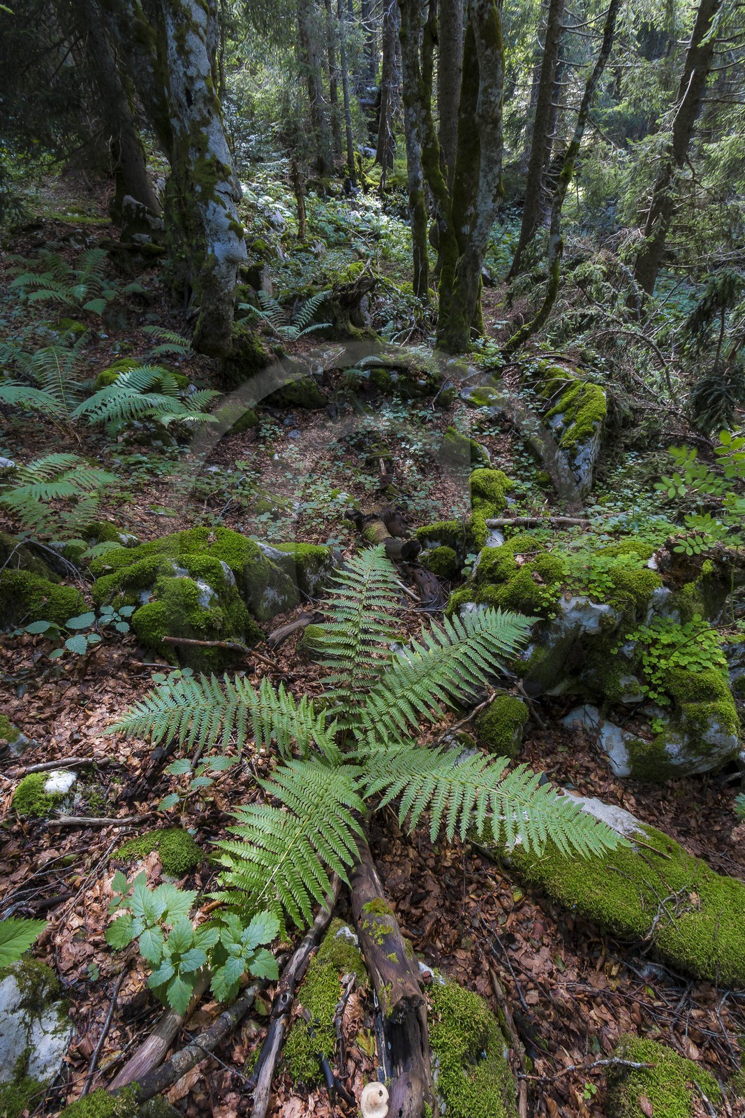 ENS de l'Isère, Plateau de la Molière et du Sornin